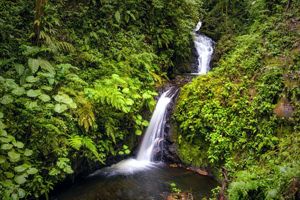 Monteverde Cloud Forest Biological Preserve, Costa Rica