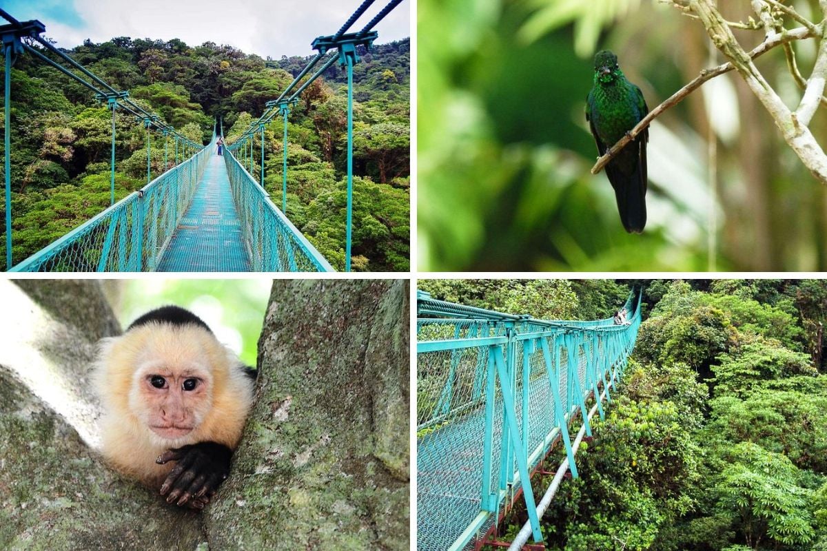 Monteverde hanging bridges, San Jose, Costa Rica