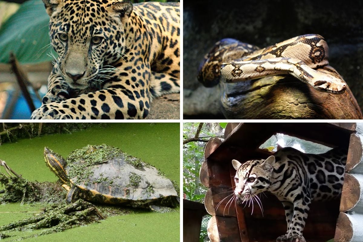 Simón Bolívar Zoo and Botanical Garden, Costa Rica