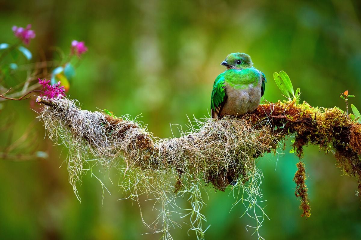 bird watching tours in Monteverde