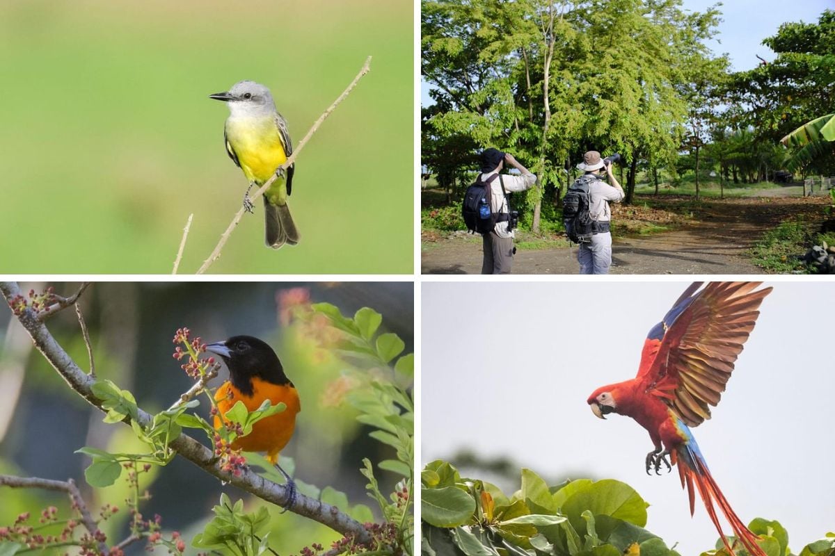 birdwatching tour in Jaco