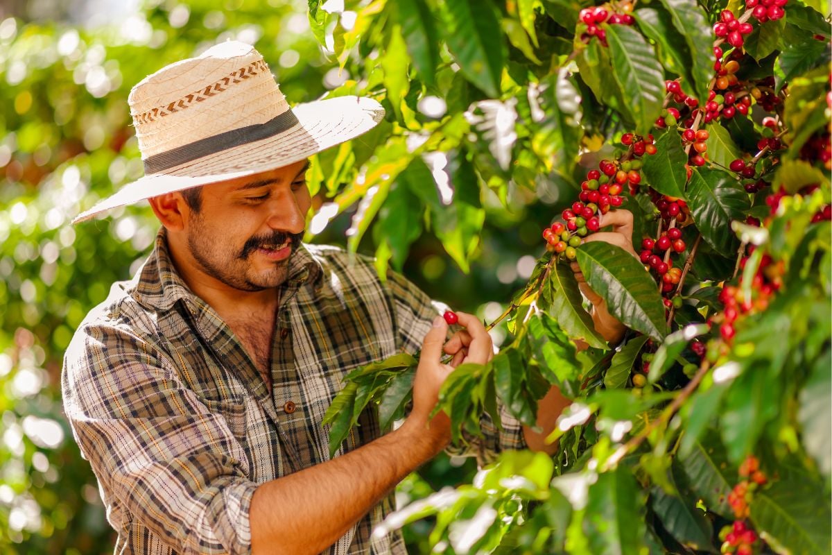 coffee farm tours in Monteverde