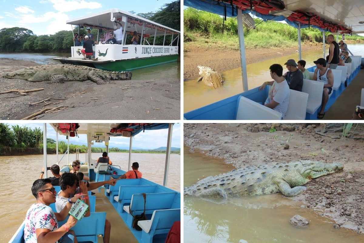 crocodile safari in Jaco