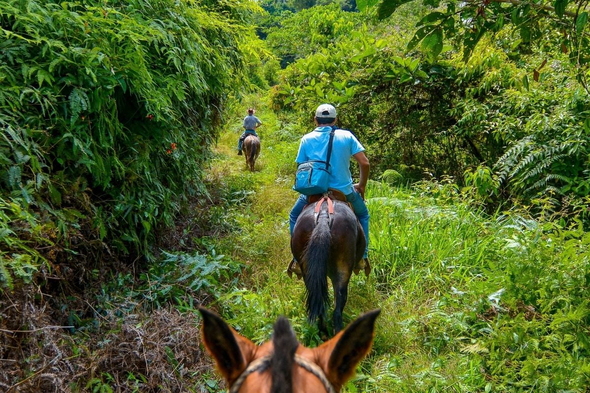 horseback riding tour in San Jose, Costa Rica