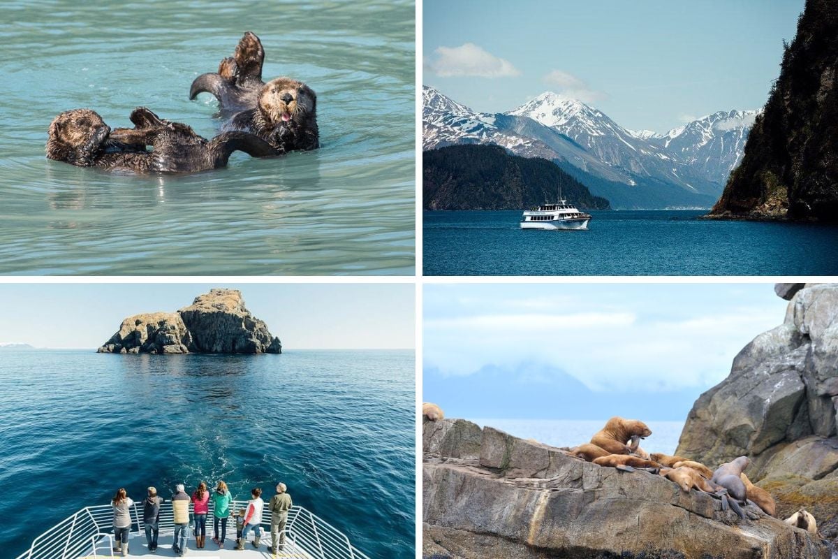 wildlife cruises in Seward, Alaska