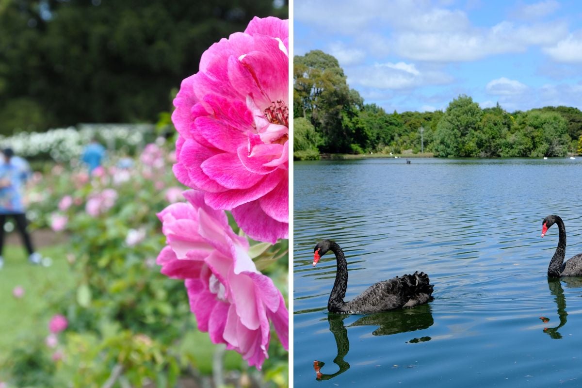 Auckland best parks