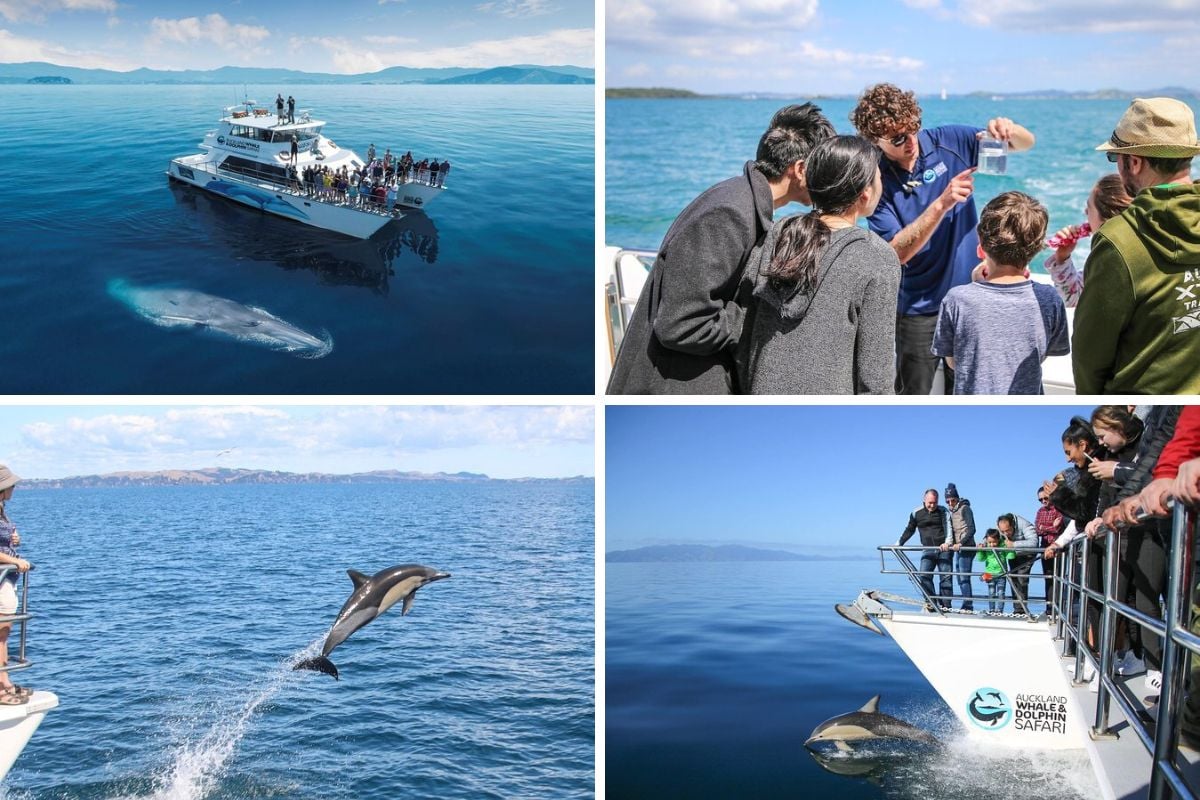 dolphin-watching tours in Auckland