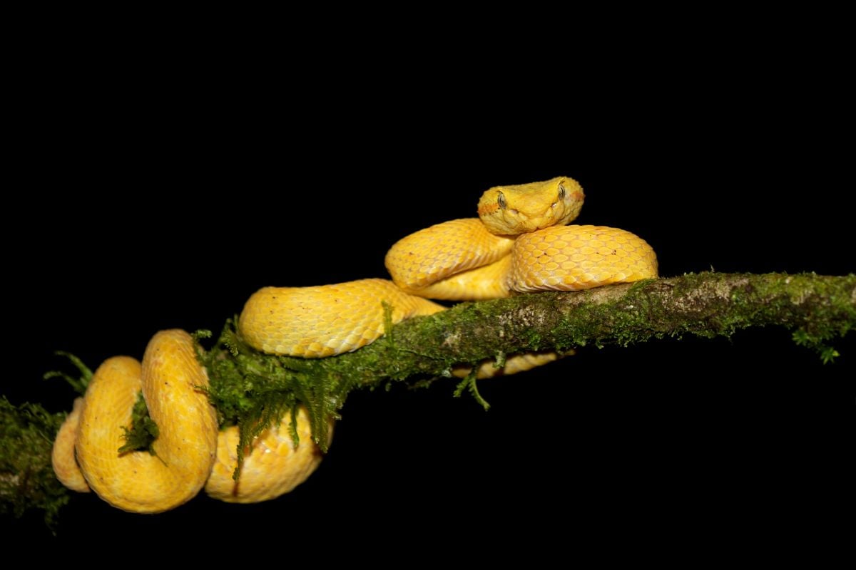 30 Fun Things to Do in Manuel Antonio (Quepos), Costa Rica TourScanner