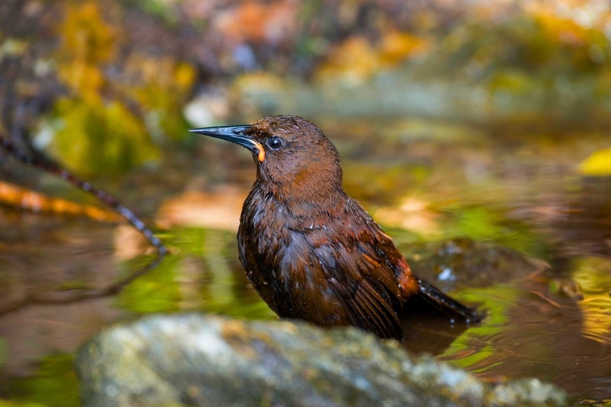 Motuara Island Bird Sanctuary, New Zealand