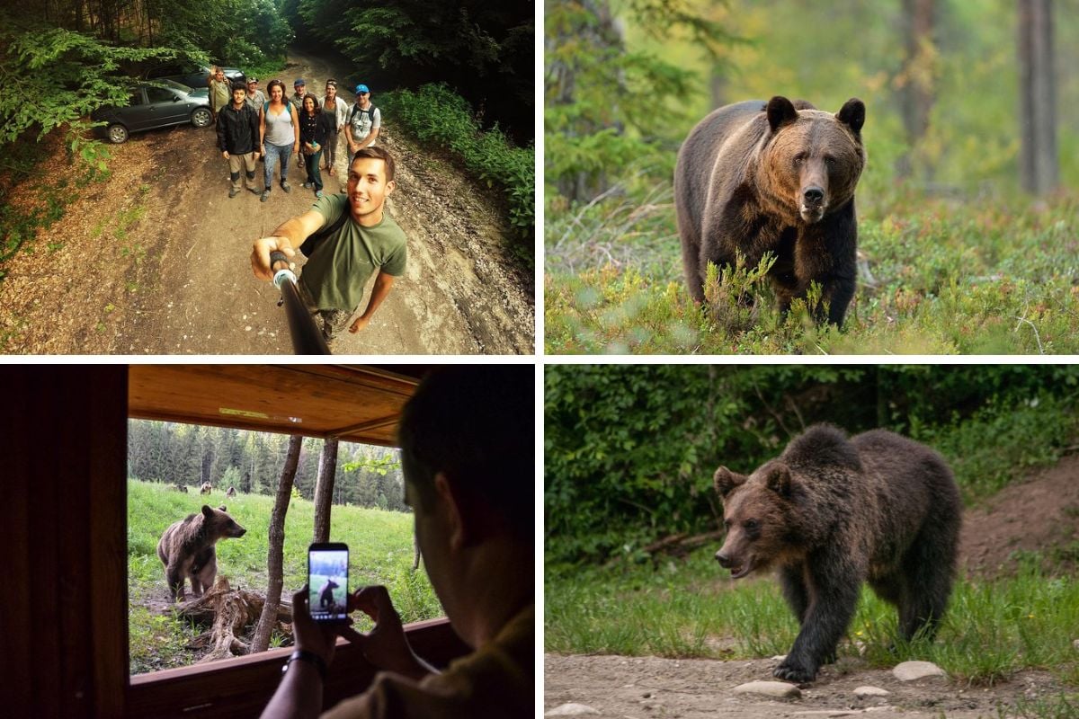 bear watching experience in Brașov