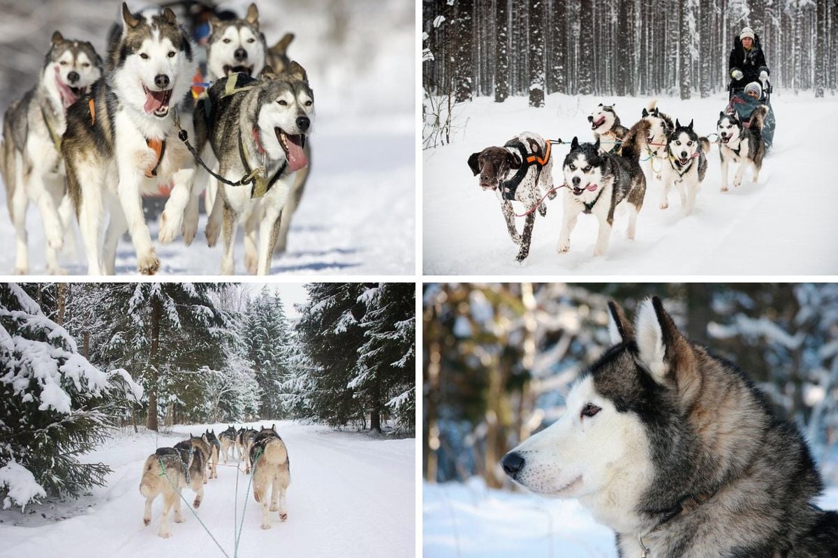 dog sledding tours from Riga