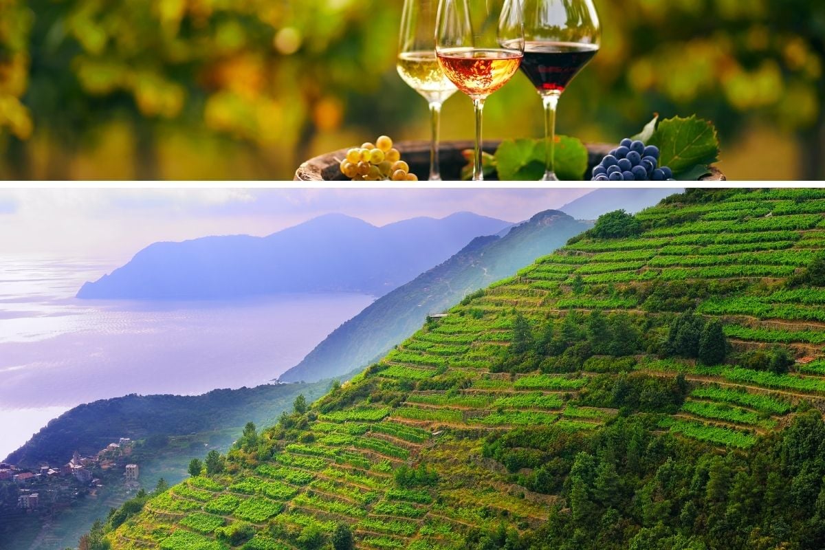 degustazione di vini alle Cinque Terre
