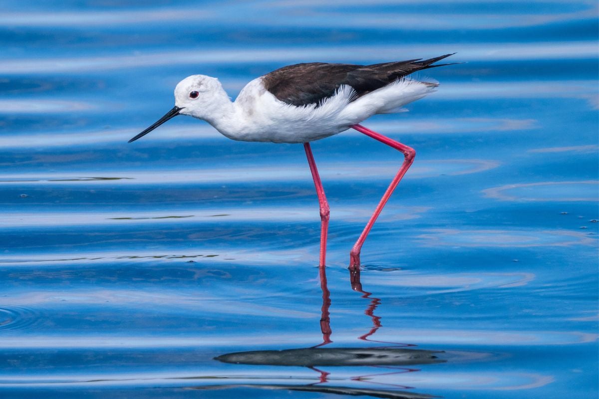 Birdwatching in Portimão