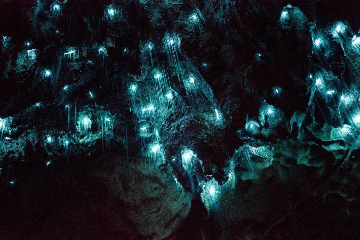 Glowworm Caves, Te Anau