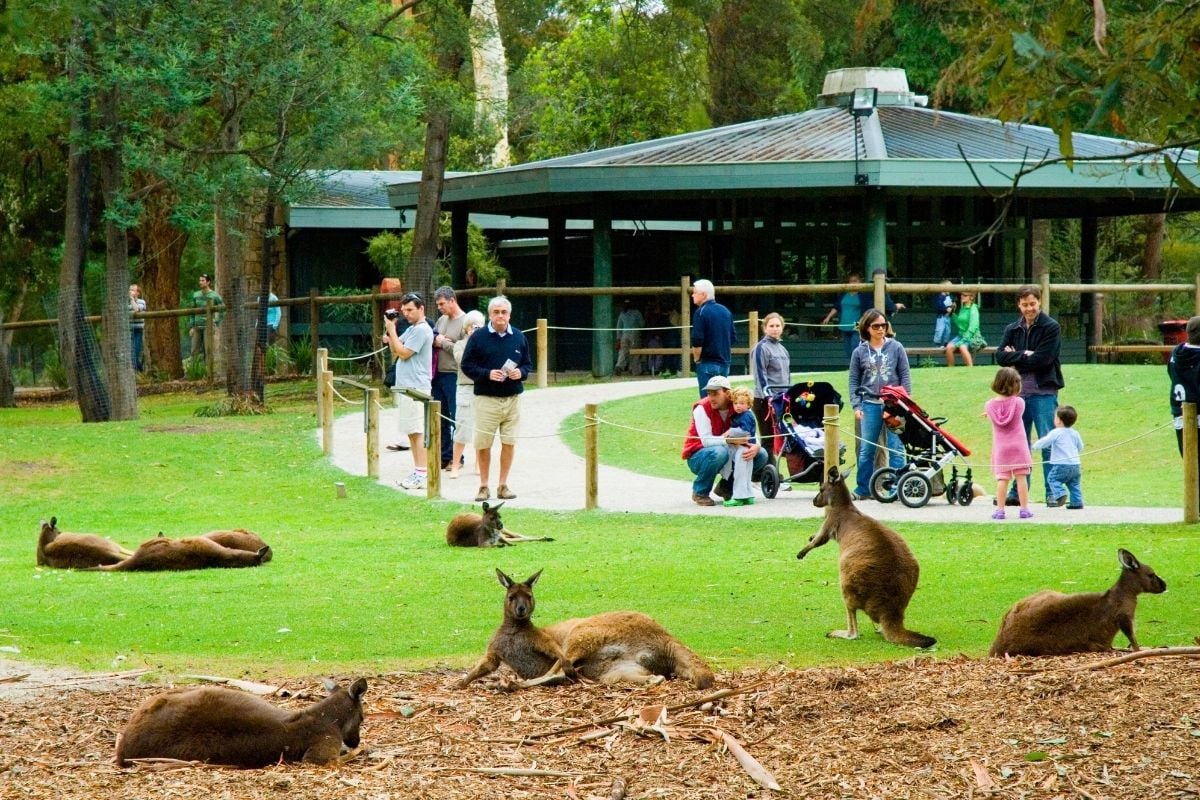 Healesville Sanctuary in Australia