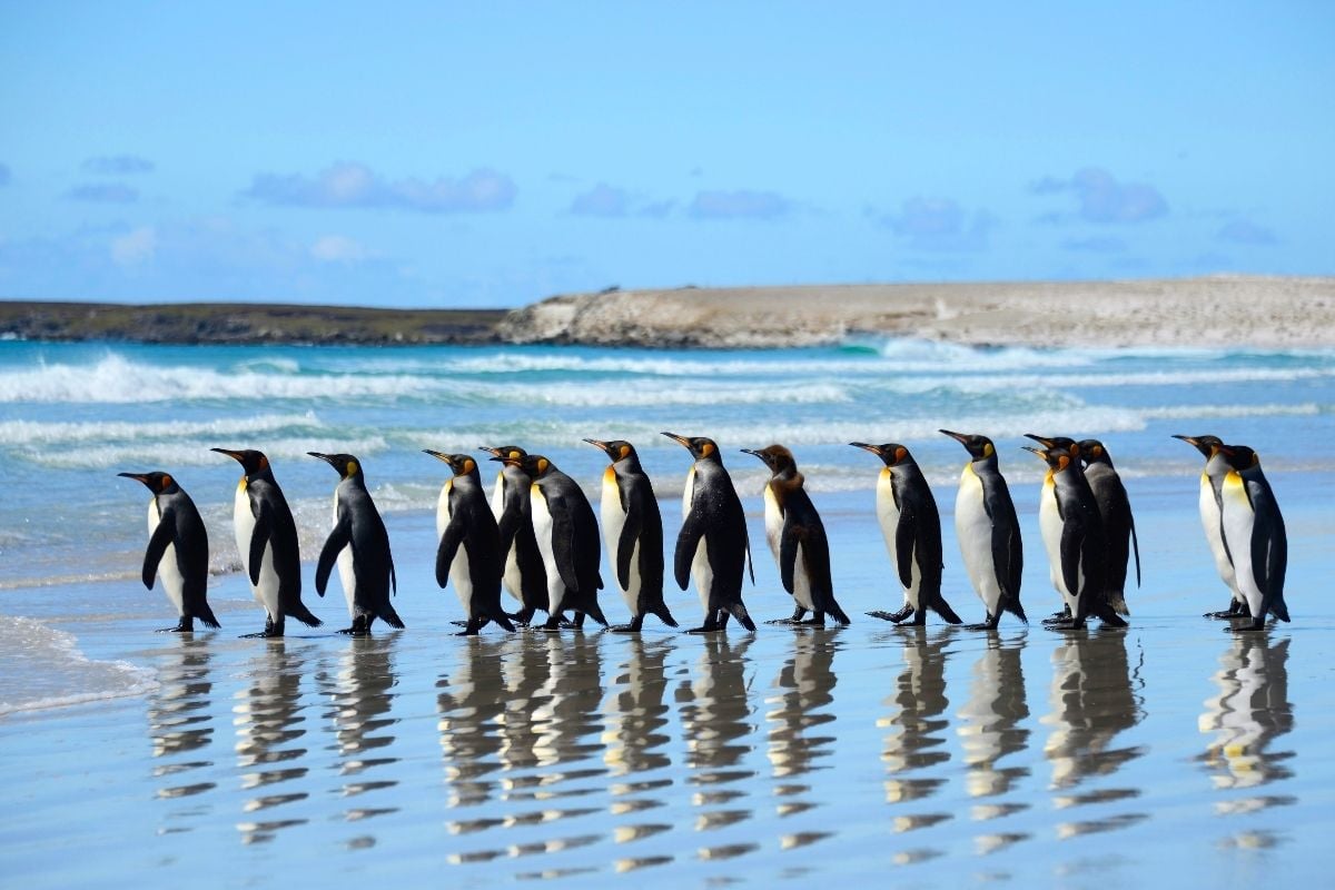 Penguin parade in Melbourne