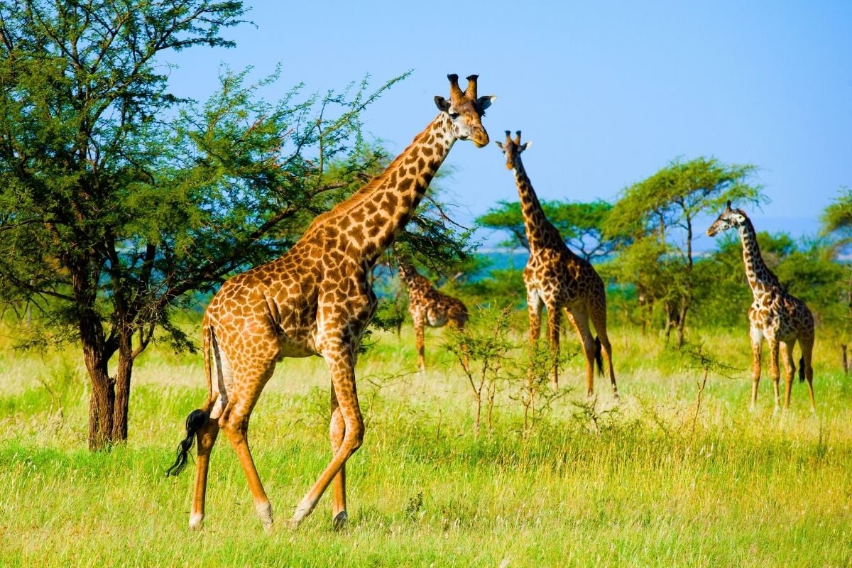 Serengeti National Park, Tanzania