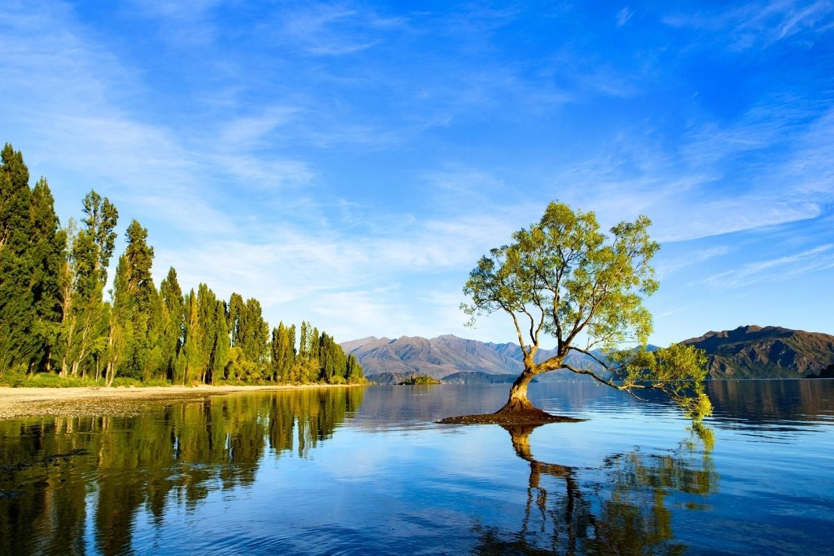 That Wanaka Tree, New Zealand