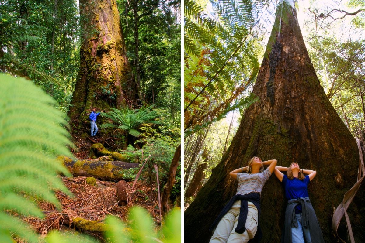 World's Tallest Trees at Styx Reserve Tasmania