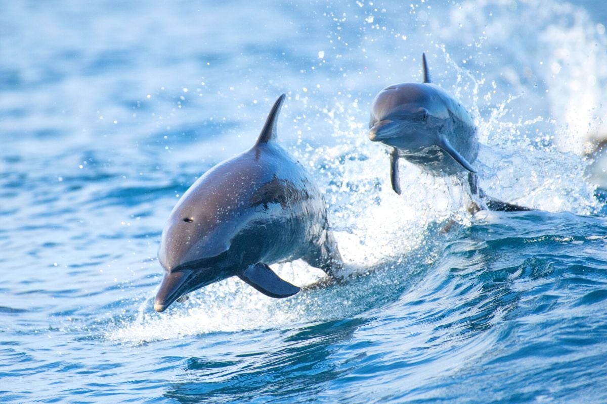 dolphin watching in Faro