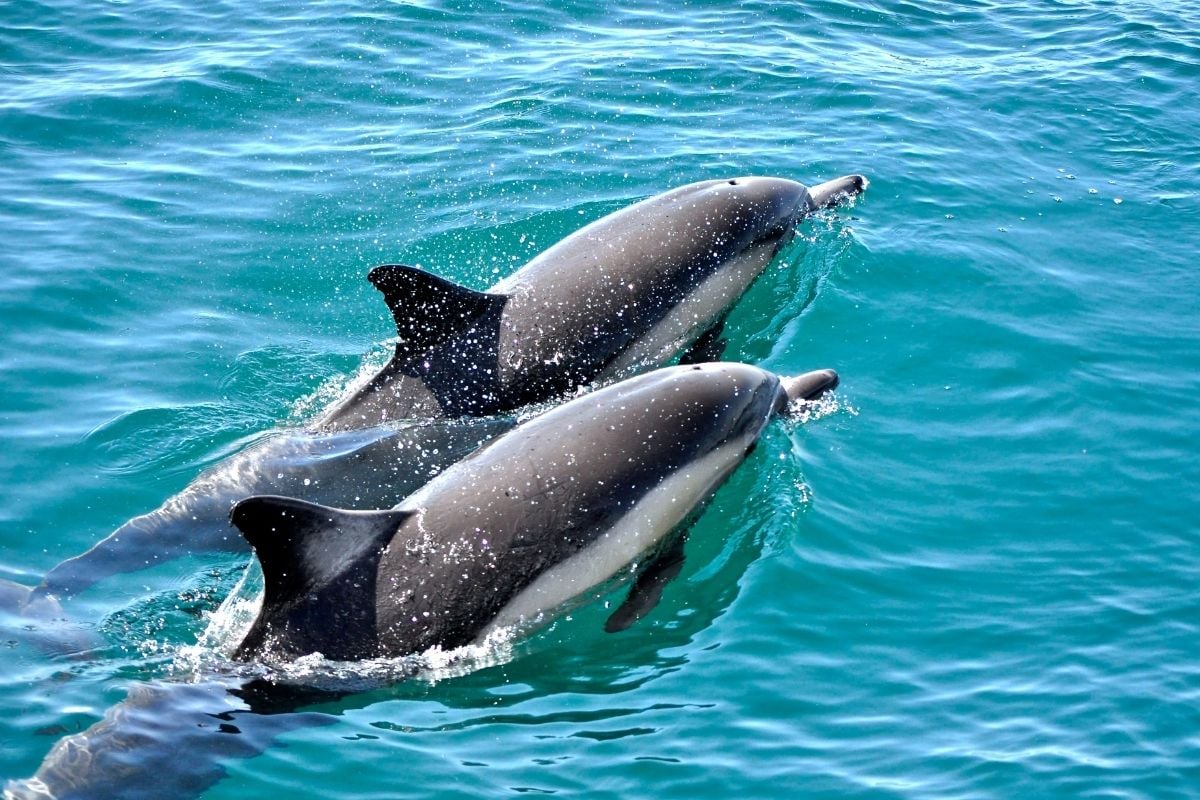 dolphin watching in Marbella