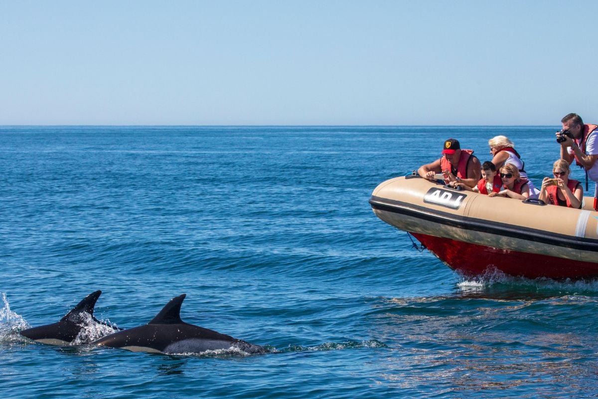 dolphin watching in Portimão