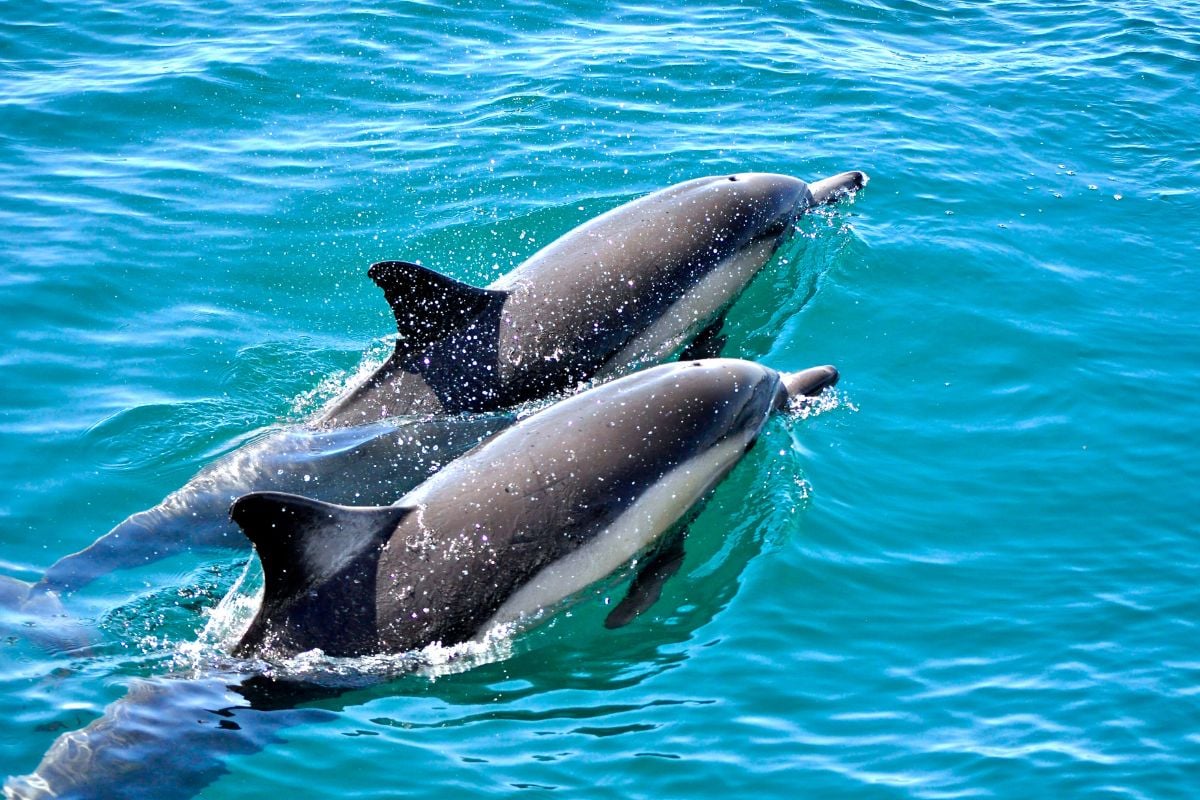dolphin watching in Sardinia