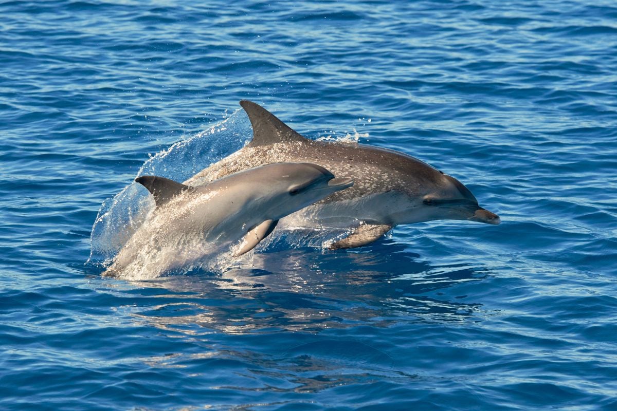 dolphin watching in Taormina