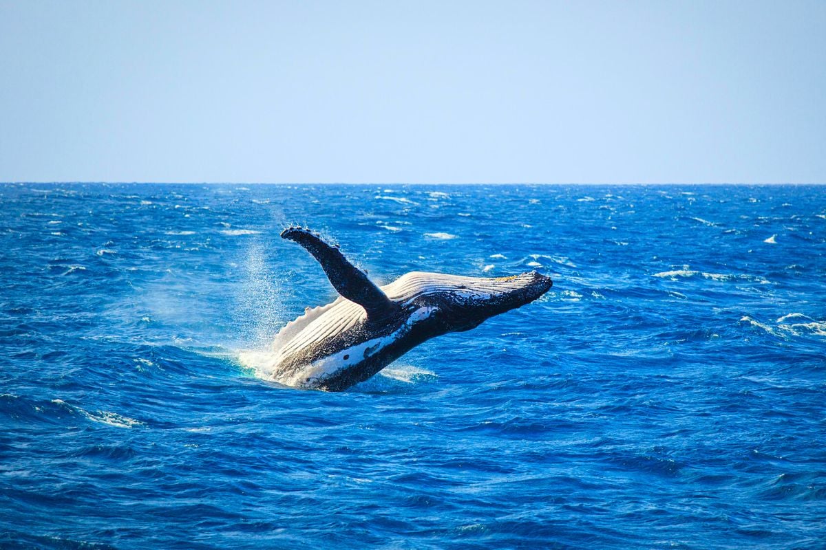 osservazione delle balene a Faro