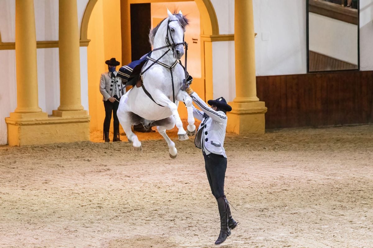 Andalusian horses show, Cadiz