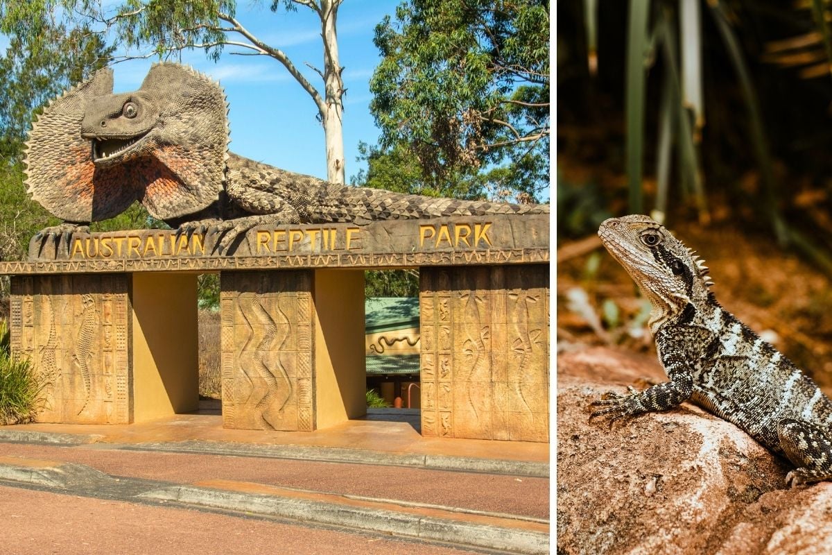 Australian Reptile Park, Sydney