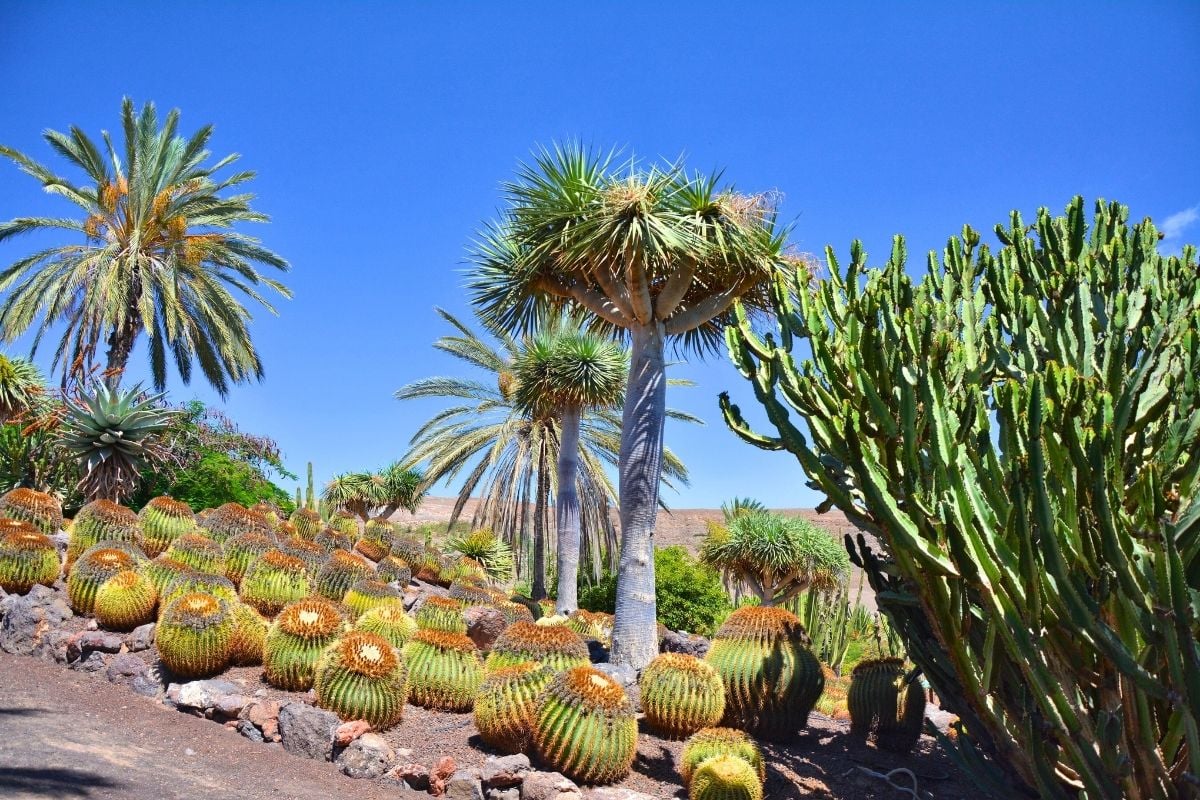 Fuerteventura Botanical Garden