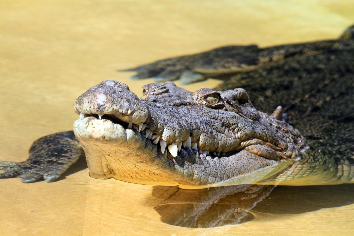 Malcom Douglas Crocodile Park, Broome, Australia
