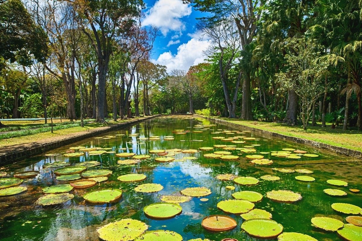 SSR Botanical Garden, Mauritius