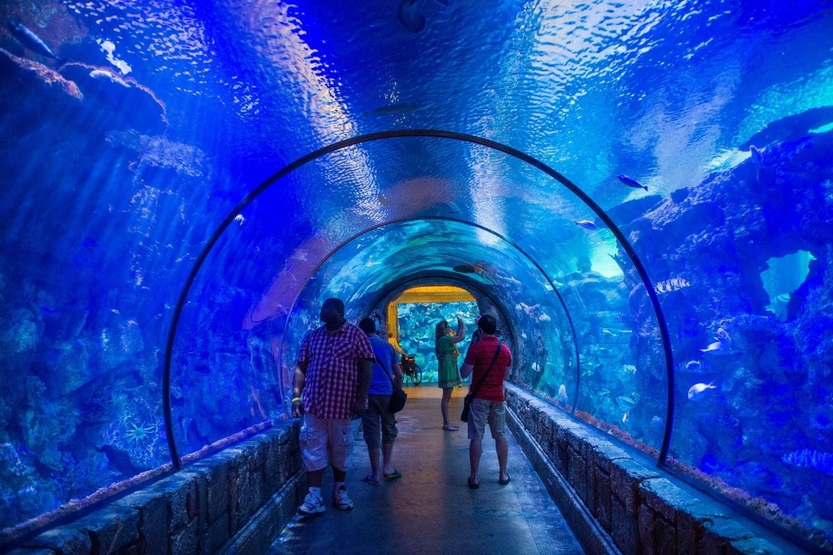 Shark Reef Aquarium in Las Vegas