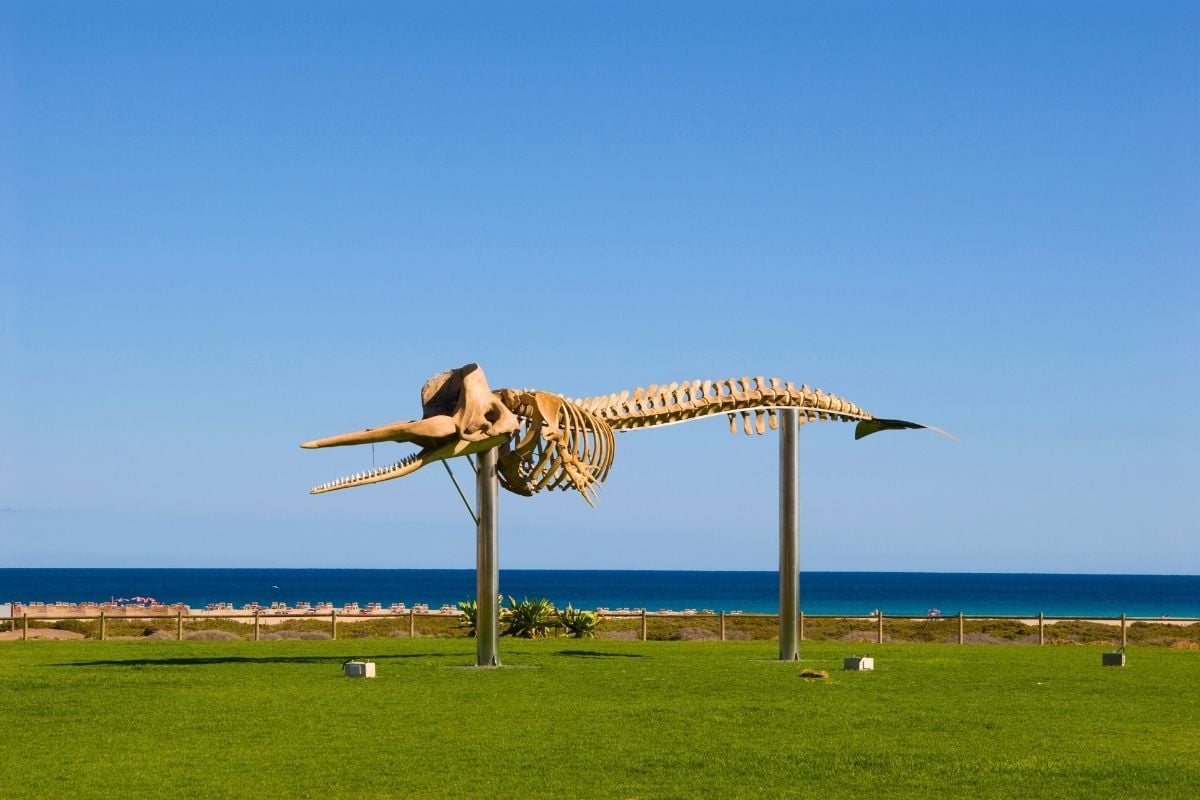 Skeleton of Sperm Whale, Fuerteventura