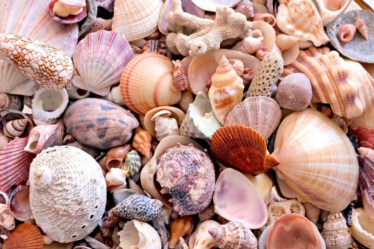 World of Seashells Museum, Mauritius