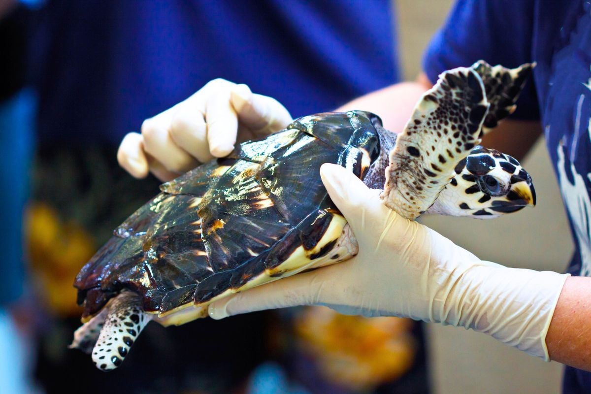 Zakynthos Sea Turtle Rescue