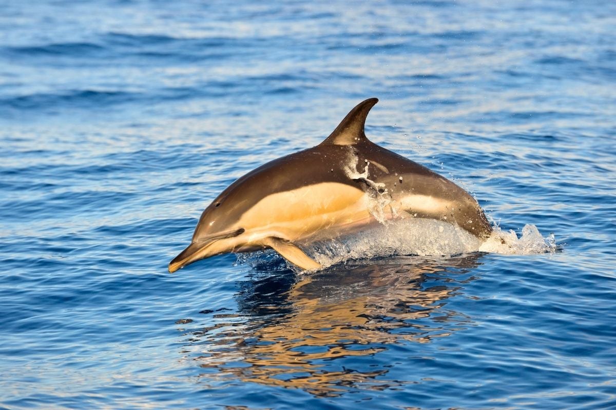 dolphin sanctuary tour in Adelaide