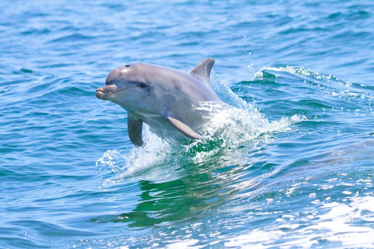 dolphin watching cruises in Broome, Australia