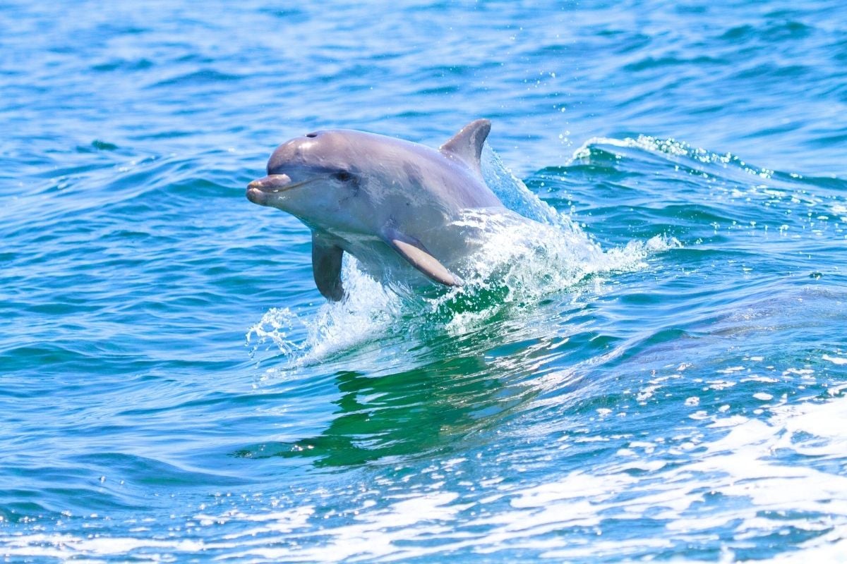 dolphin watching in Fuerteventura