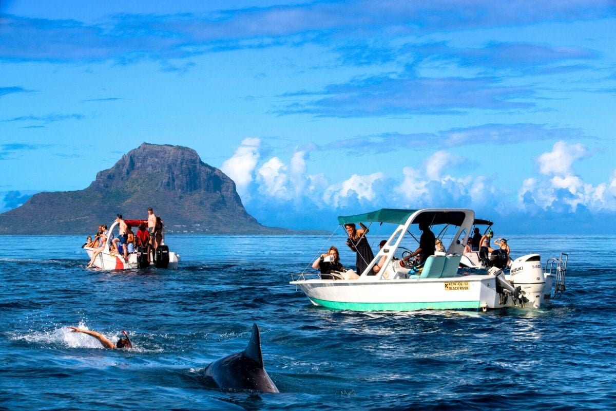 dolphin watching in Mauritius