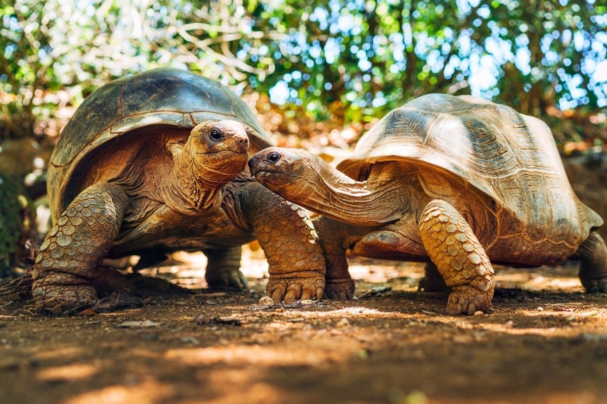 giant tortoises in Mauritius