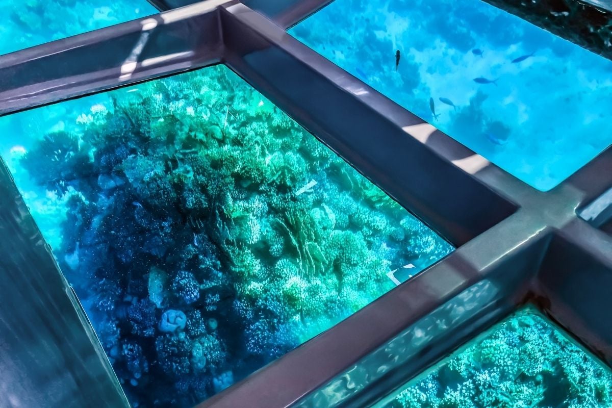 Beste Touren Im Glasbodenboot Insel Bugio 2024 – FZTLFI