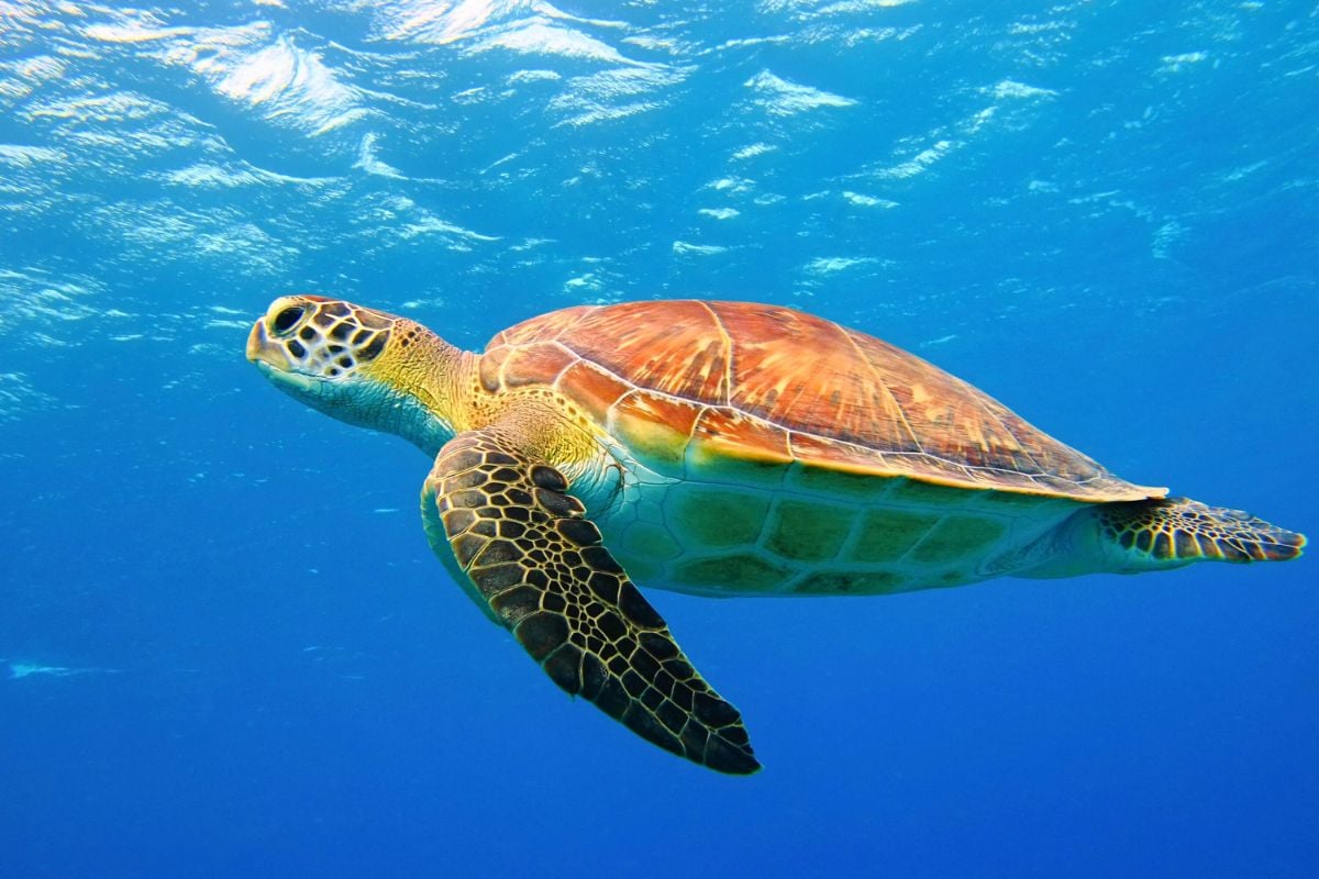 turtle watching tour in Zakynthos