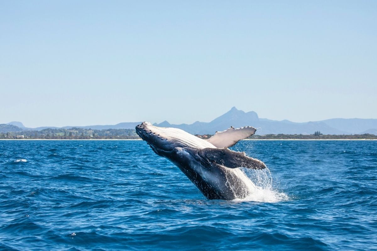 whale watching in Adelaide