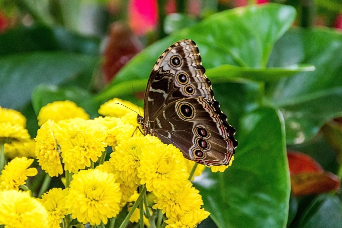 Dubai Butterfly Garden, United Arab Emirates