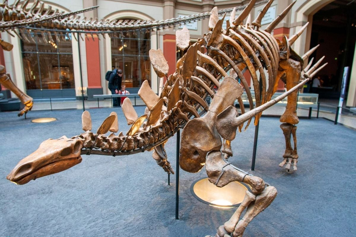 Natural History Museum, Berlin