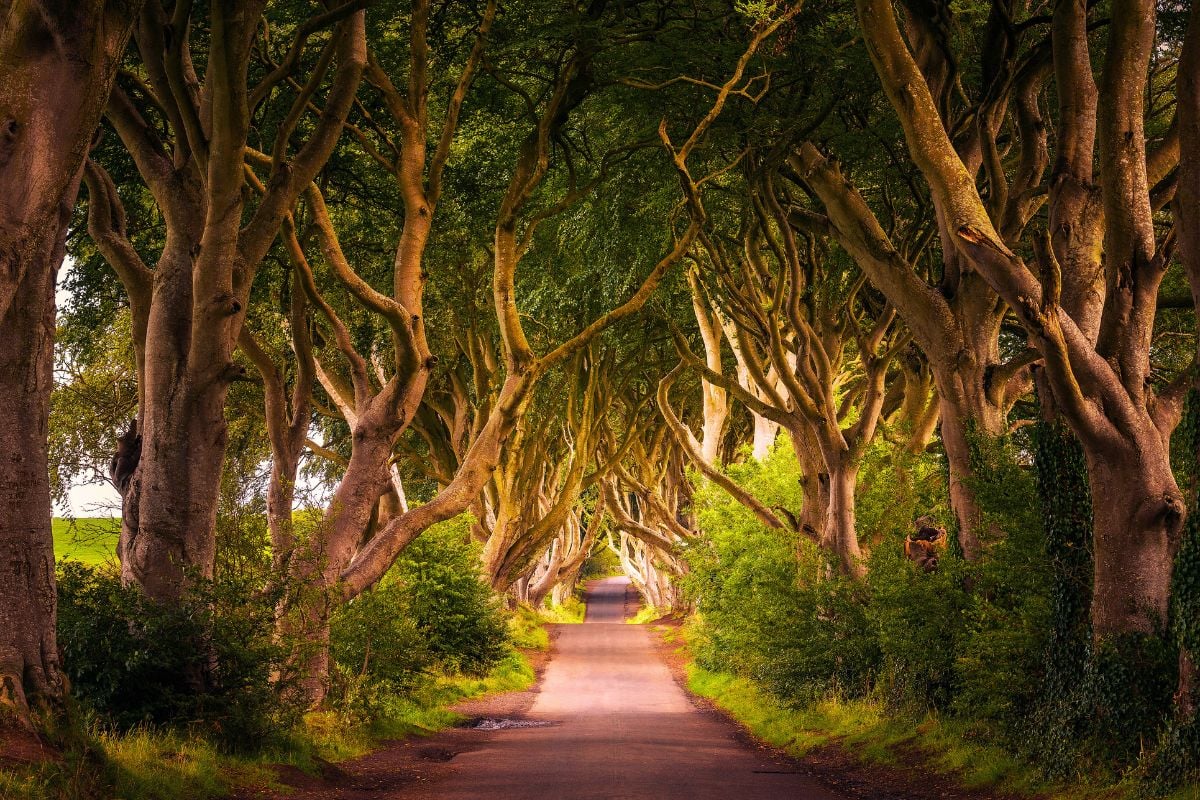 The Dark Hedges, Game of Thrones, Ireland