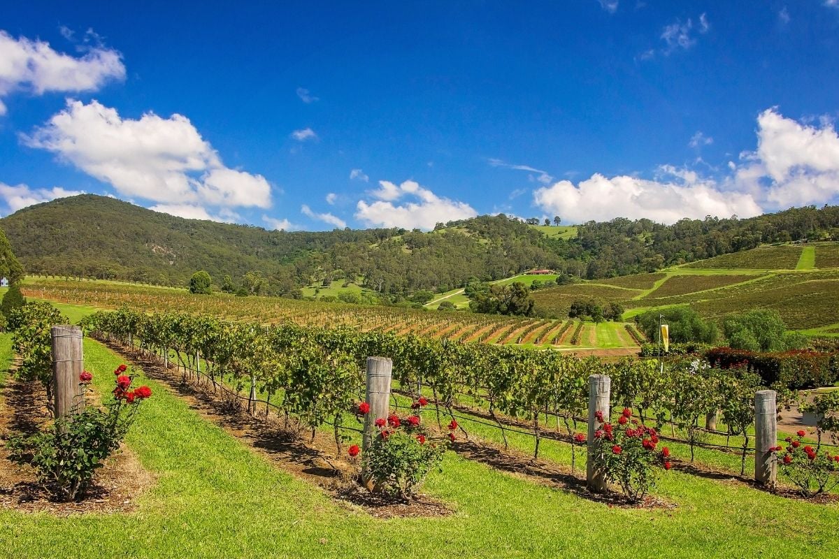 47 Fun Things to Do in Hunter Valley, Australia TourScanner